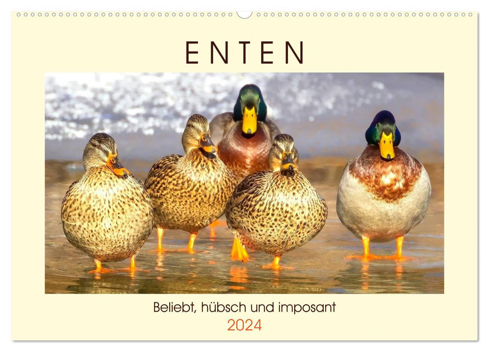 Ducks. Popular, pretty and impressive (CALVENDO wall calendar 2024) 