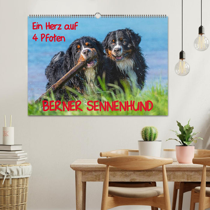 A heart on 4 paws - Bernese Mountain Dog (CALVENDO wall calendar 2024) 