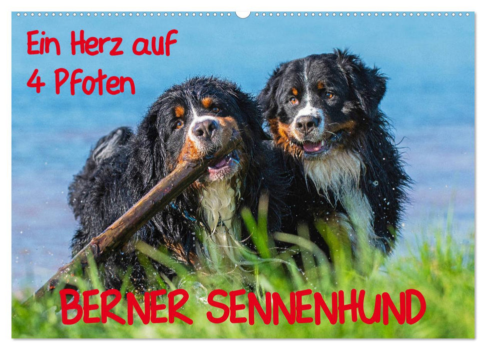 A heart on 4 paws - Bernese Mountain Dog (CALVENDO wall calendar 2024) 