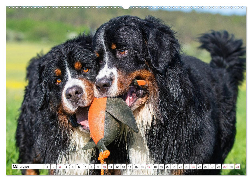 Ein Herz auf 4 Pfoten - Berner Sennenhund (CALVENDO Wandkalender 2024)