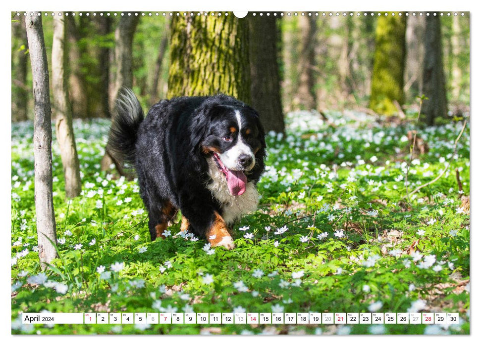 Ein Herz auf 4 Pfoten - Berner Sennenhund (CALVENDO Wandkalender 2024)