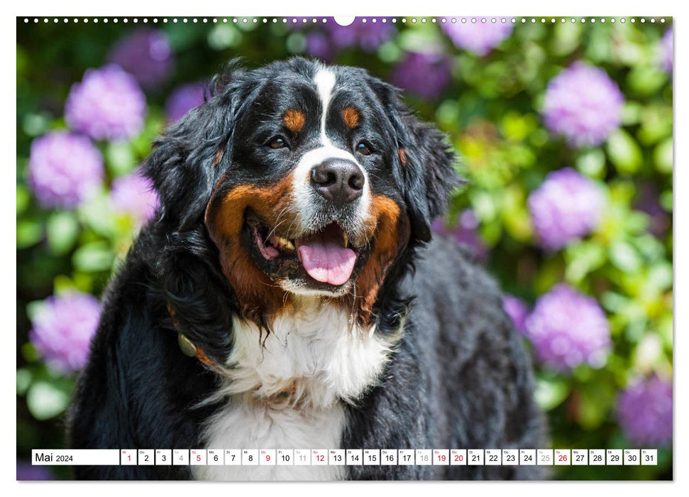 A heart on 4 paws - Bernese Mountain Dog (CALVENDO wall calendar 2024) 