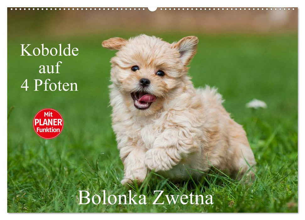 Kobolde auf 4 Pfoten - Bolonka Zwetna (CALVENDO Wandkalender 2024)