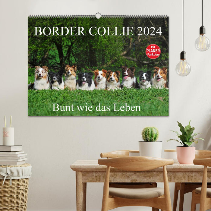 Border Collie 2024 (CALVENDO Wandkalender 2024)