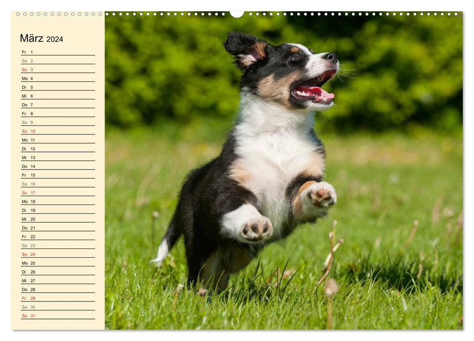 Bekannt wie ein bunter Hund. Australian Shepherd (CALVENDO Wandkalender 2024)