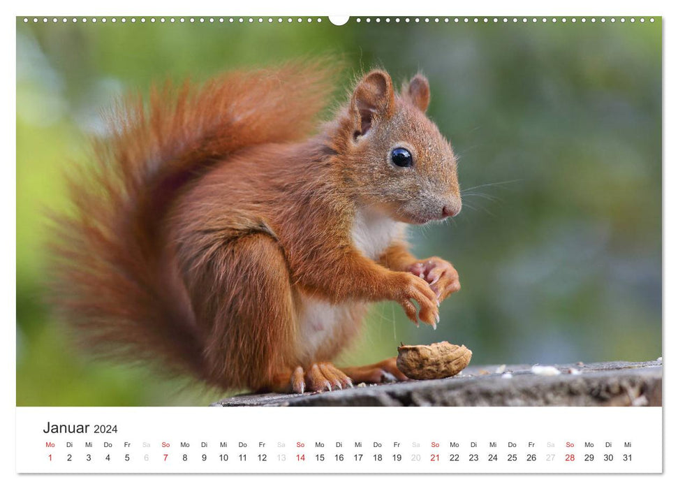 Eichhörnchen Kinder (CALVENDO Wandkalender 2024)