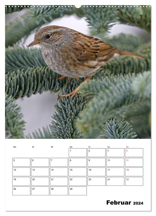 Oiseaux enchanteurs dans le jardin de la maison (calendrier mural CALVENDO 2024) 