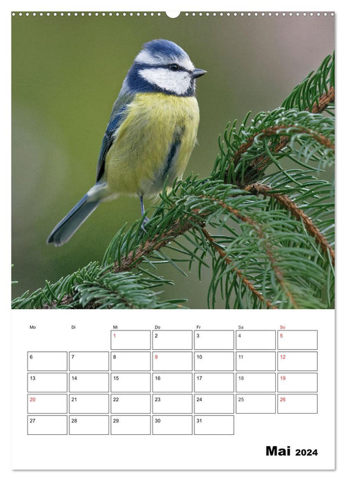 Bezaubernde Vögel im heimischen Garten (CALVENDO Wandkalender 2024)