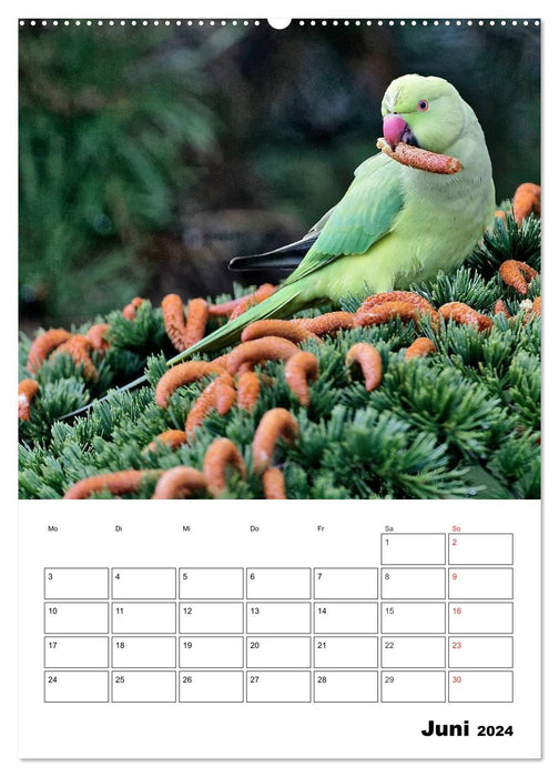 Oiseaux enchanteurs dans le jardin de la maison (calendrier mural CALVENDO 2024) 