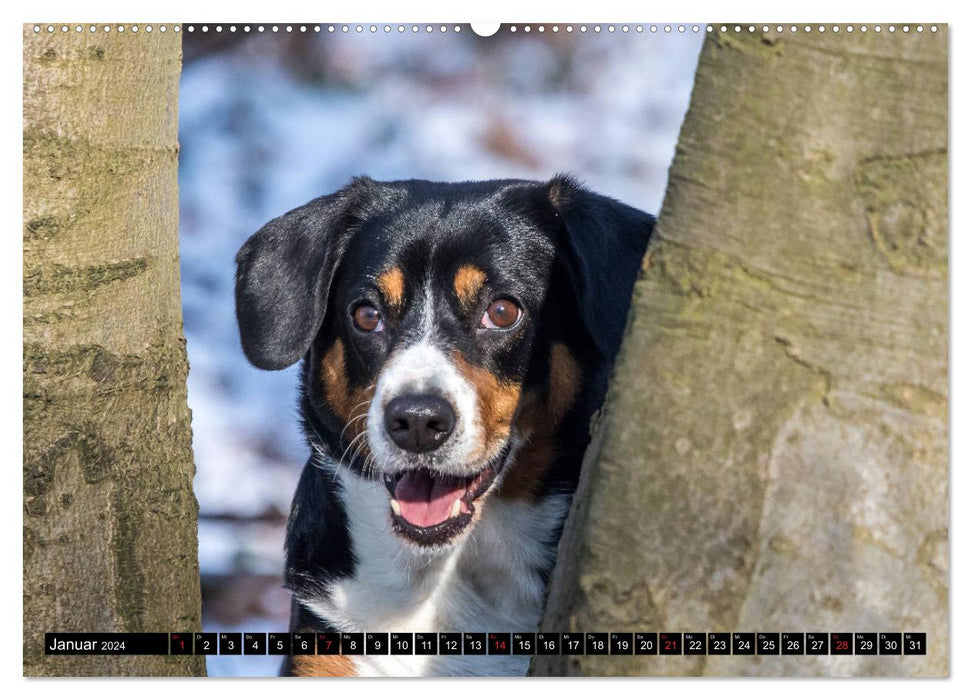 Entlebucher Mountain Dog - loyal friends (CALVENDO Premium Wall Calendar 2024) 