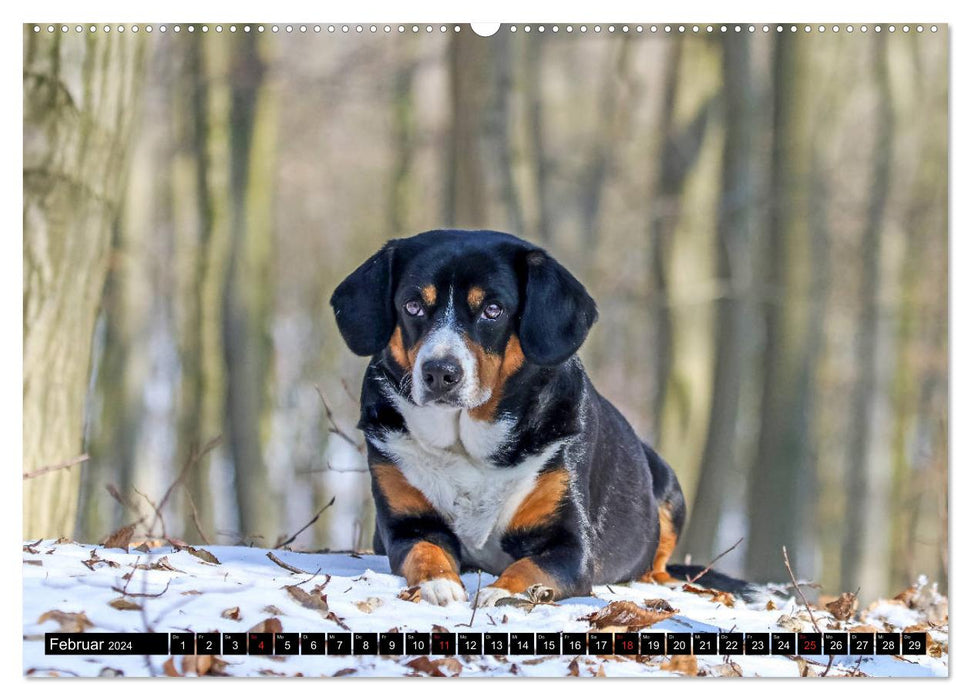 Entlebucher Mountain Dog - loyal friends (CALVENDO Premium Wall Calendar 2024) 