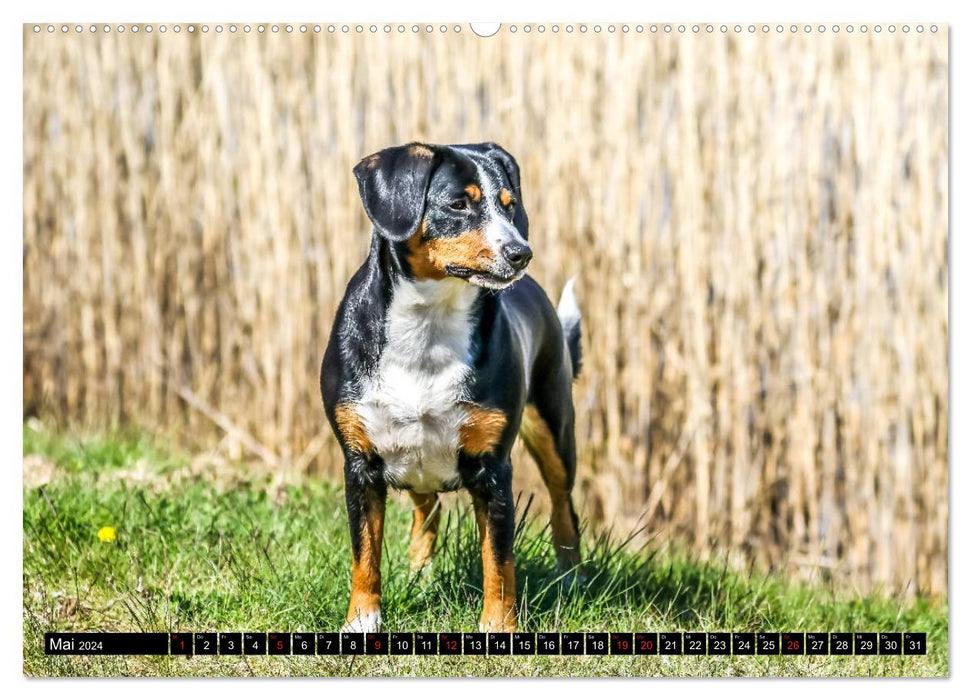 Entlebucher Mountain Dog - loyal friends (CALVENDO Premium Wall Calendar 2024) 