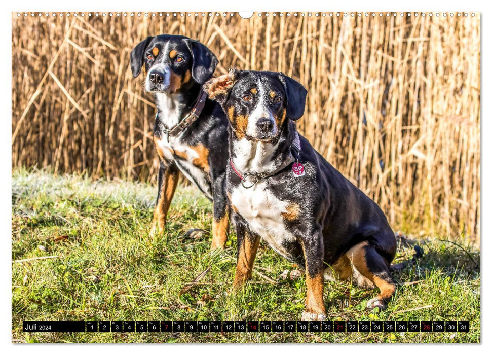 Entlebucher Sennenhund - treue Freunde (CALVENDO Premium Wandkalender 2024)