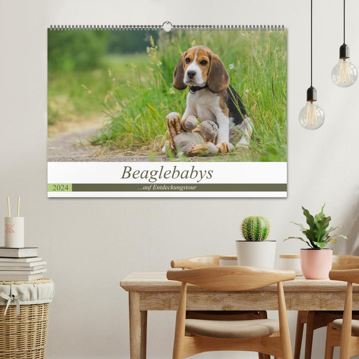 Beagle babies on a discovery tour (CALVENDO wall calendar 2024) 