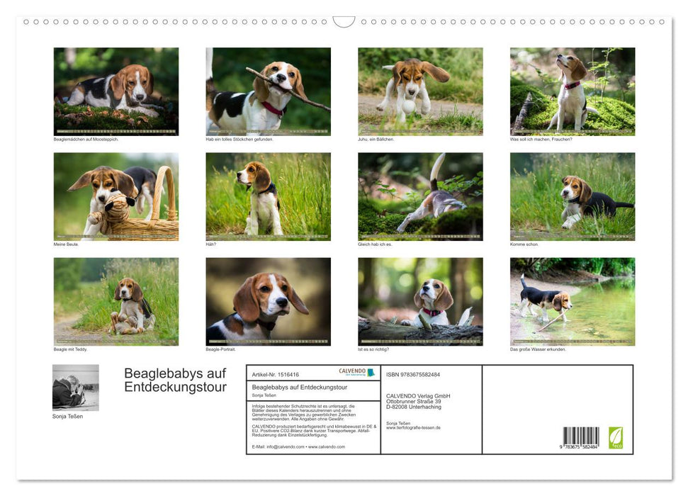 Beagle babies on a discovery tour (CALVENDO wall calendar 2024) 