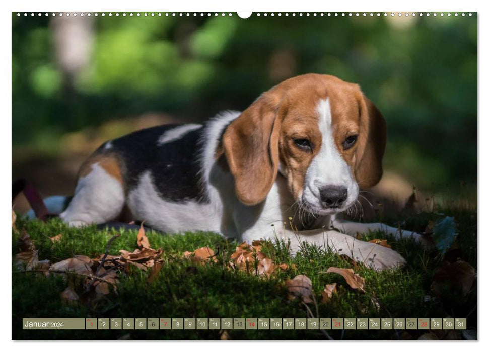 Beagle babies on a discovery tour (CALVENDO wall calendar 2024) 