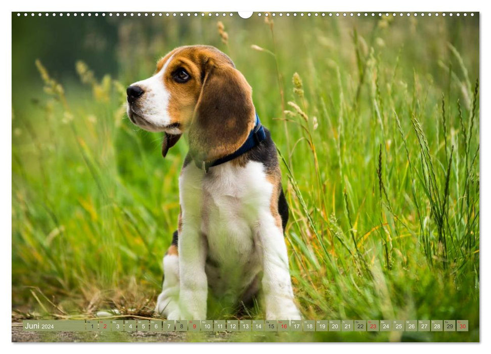 Beagle babies on a discovery tour (CALVENDO wall calendar 2024) 