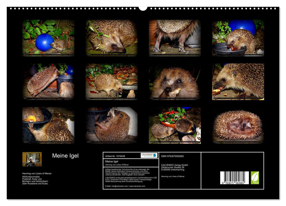 My Hedgehogs (CALVENDO Premium Wall Calendar 2024) 