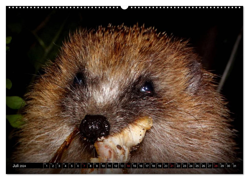 My Hedgehogs (CALVENDO Premium Wall Calendar 2024) 