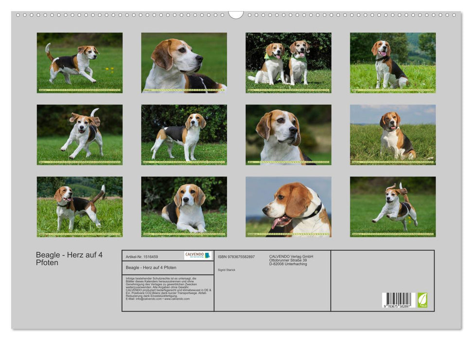 Beagle - heart on 4 paws (CALVENDO wall calendar 2024) 