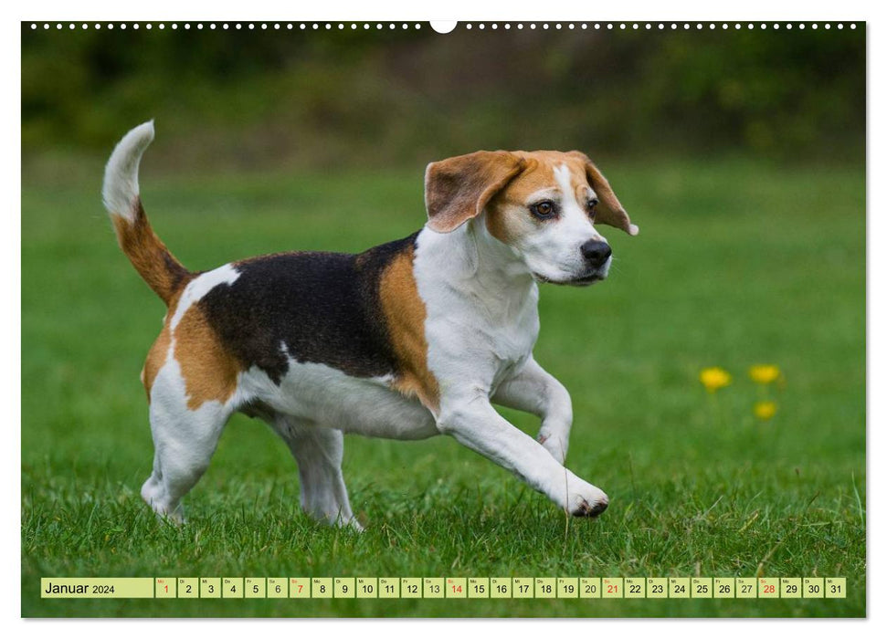 Beagle - heart on 4 paws (CALVENDO wall calendar 2024) 