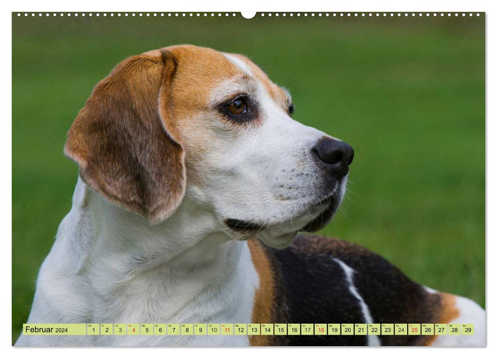 Beagle - heart on 4 paws (CALVENDO wall calendar 2024) 