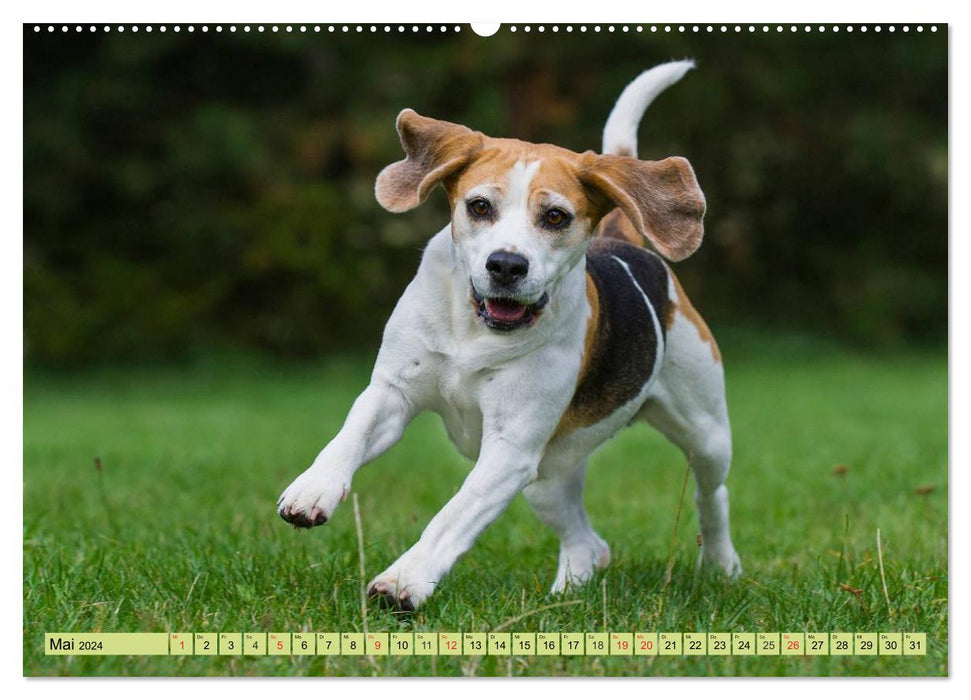 Beagle - heart on 4 paws (CALVENDO wall calendar 2024) 