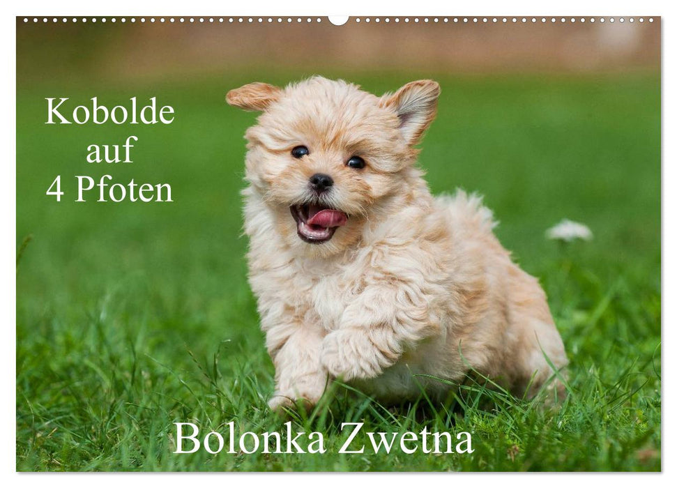 Goblins on 4 paws - Bolonka Zwetna (CALVENDO wall calendar 2024) 