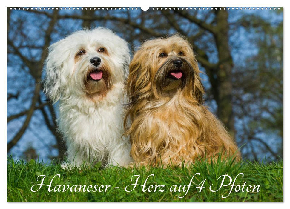 Havanese - heart on 4 paws (CALVENDO wall calendar 2024) 