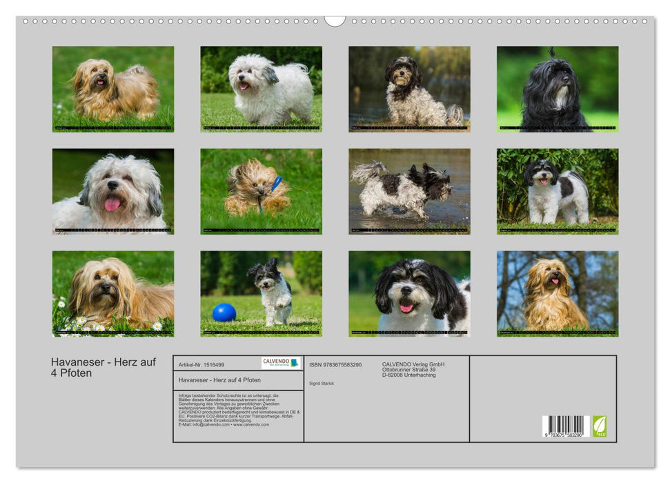 Havanese - heart on 4 paws (CALVENDO wall calendar 2024) 