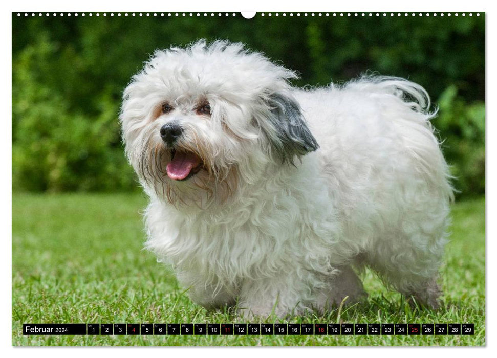 Havanese - heart on 4 paws (CALVENDO wall calendar 2024) 