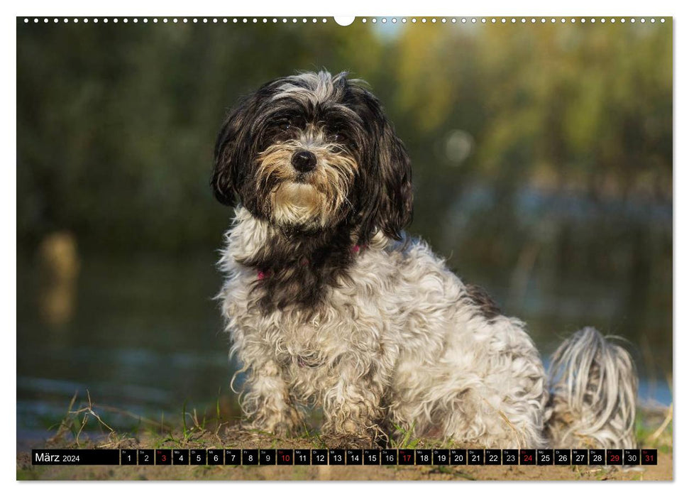 Havanese - heart on 4 paws (CALVENDO wall calendar 2024) 