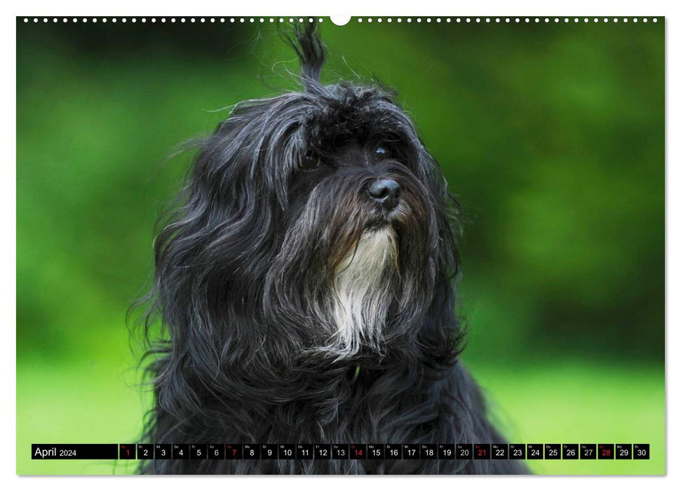 Havanese - heart on 4 paws (CALVENDO wall calendar 2024) 