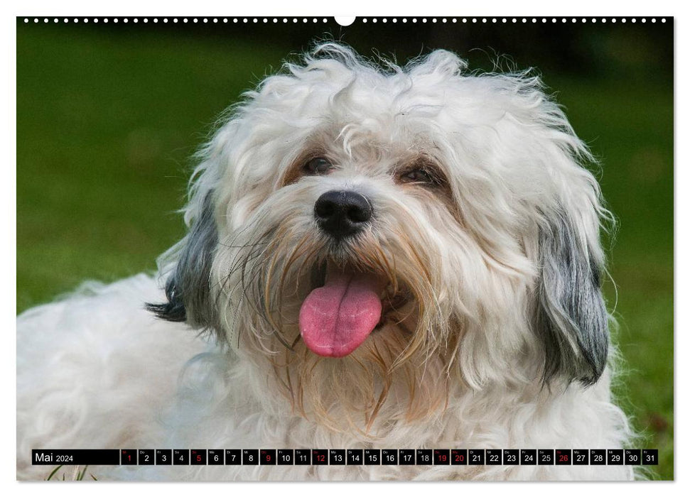 Havanese - heart on 4 paws (CALVENDO wall calendar 2024) 