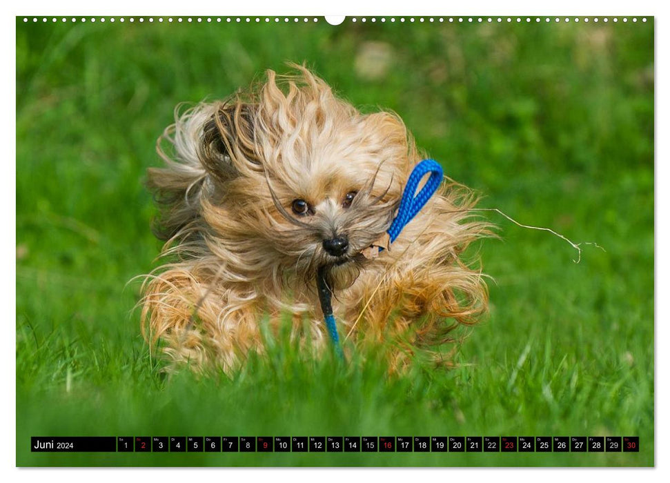 Havanese - heart on 4 paws (CALVENDO wall calendar 2024) 