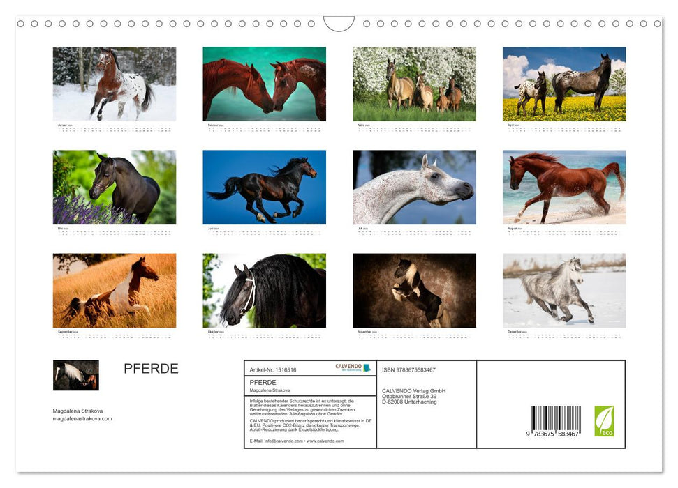 Horses - Magdalena Strakova (CALVENDO wall calendar 2024) 