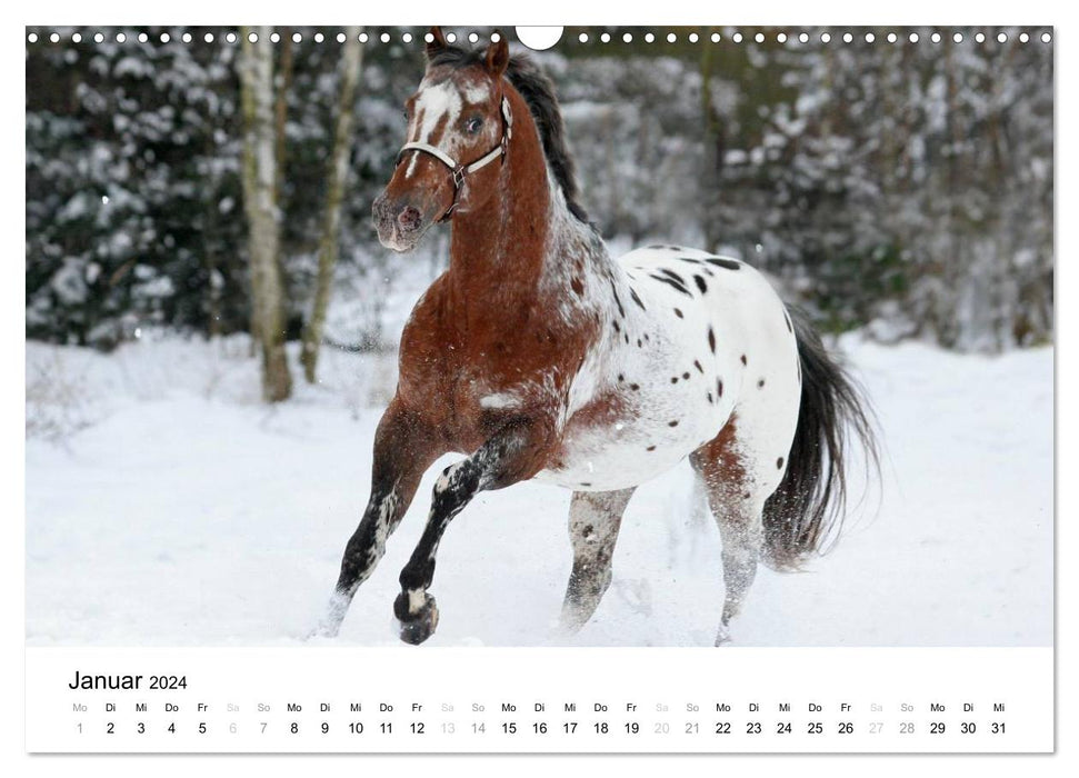 Pferde - Magdalena Strakova (CALVENDO Wandkalender 2024)