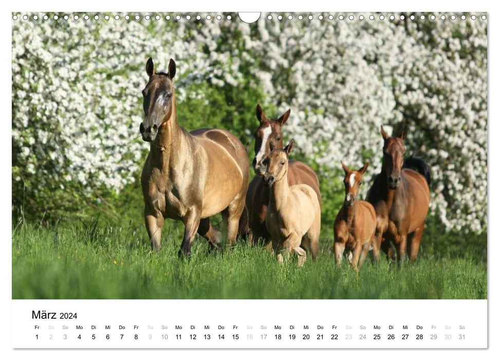 Horses - Magdalena Strakova (CALVENDO wall calendar 2024) 