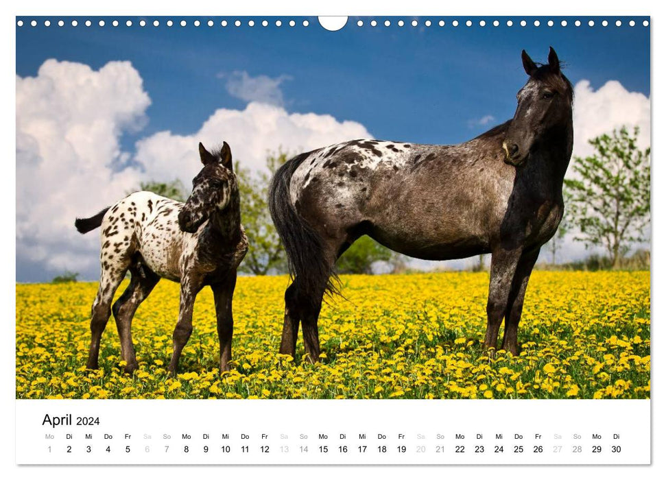 Pferde - Magdalena Strakova (CALVENDO Wandkalender 2024)