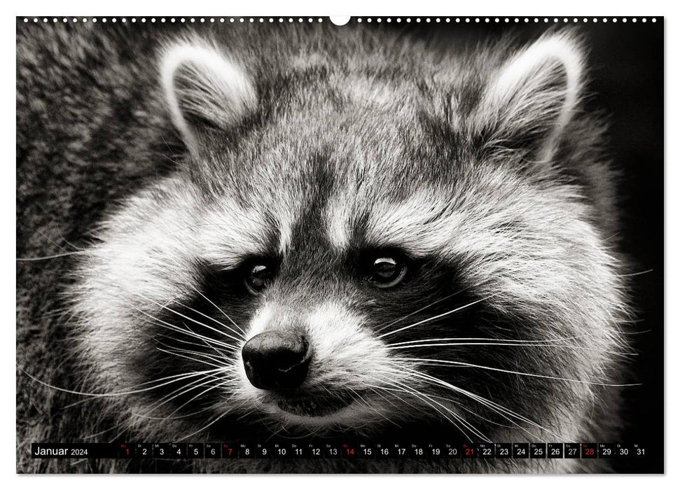 Waschbären - Maskierte Gauner (CALVENDO Premium Wandkalender 2024)