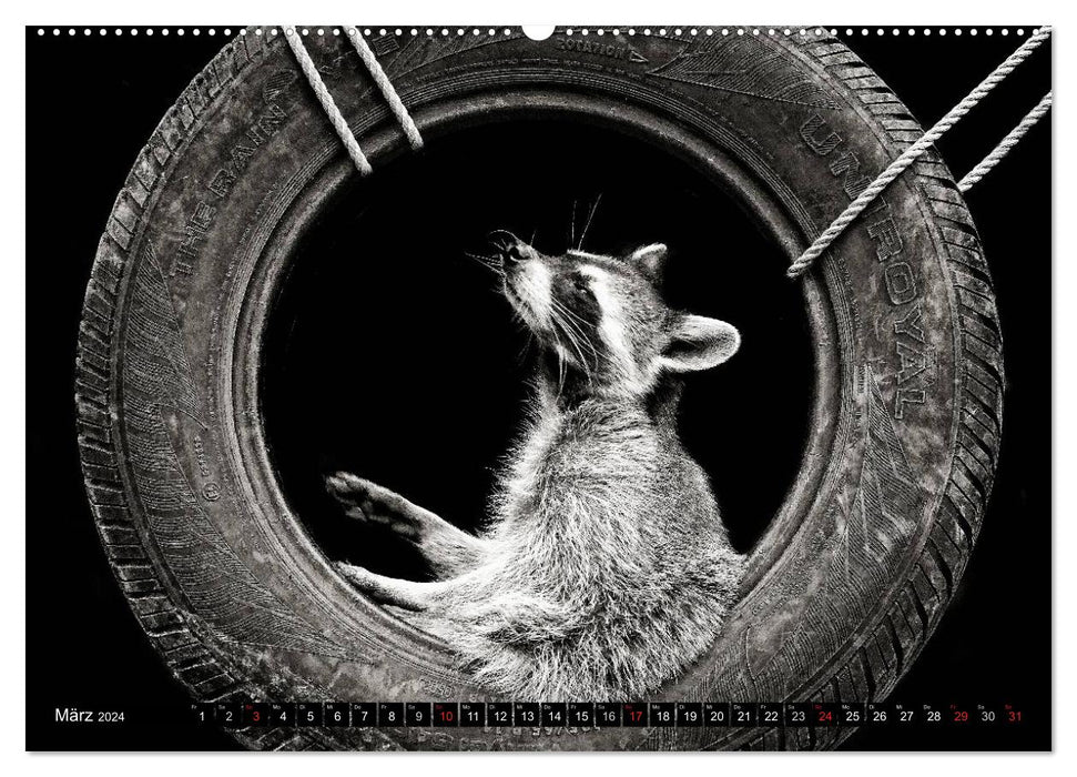 Raccoons - Masked Crooks (CALVENDO Premium Wall Calendar 2024) 