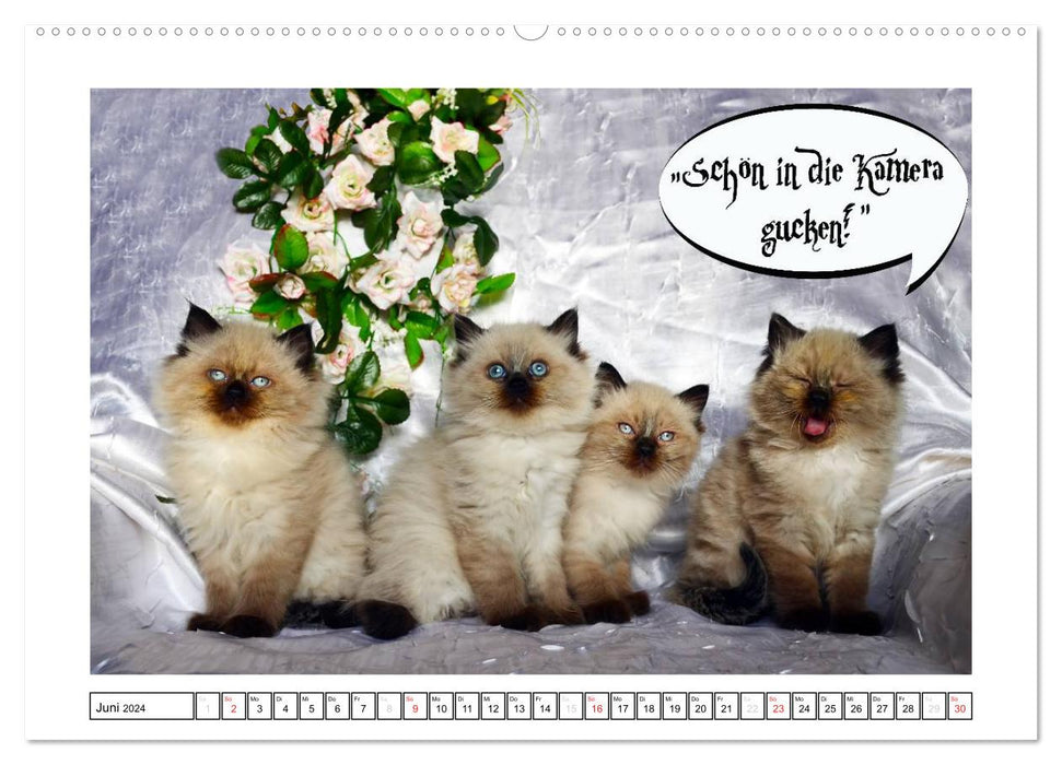 Funny cat calendar (CALVENDO wall calendar 2024) 