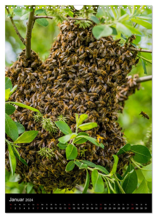 In the beehive (CALVENDO wall calendar 2024) 