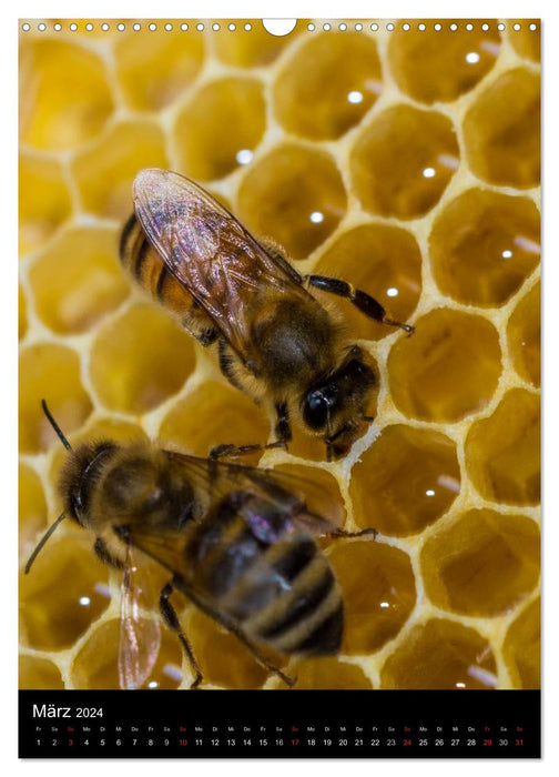 In the beehive (CALVENDO wall calendar 2024) 