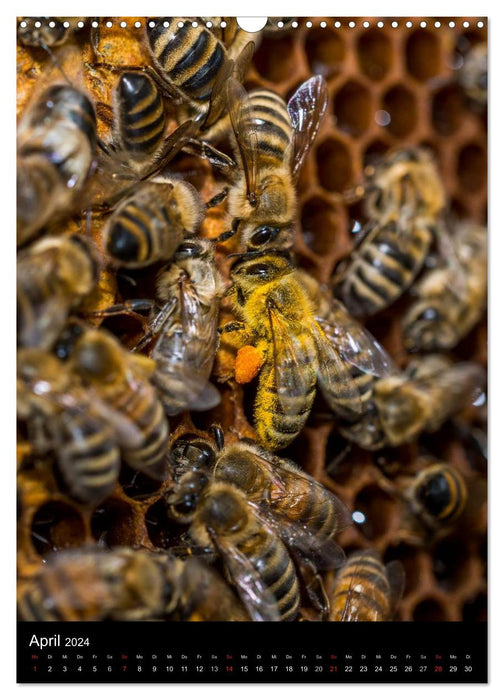 Im Bienenstock (CALVENDO Wandkalender 2024)