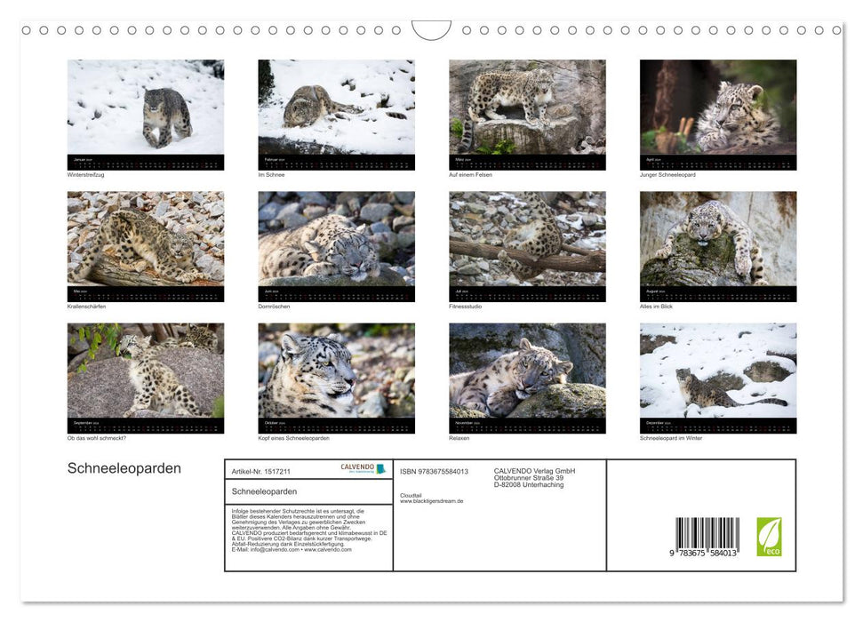 Snow leopards (CALVENDO wall calendar 2024) 