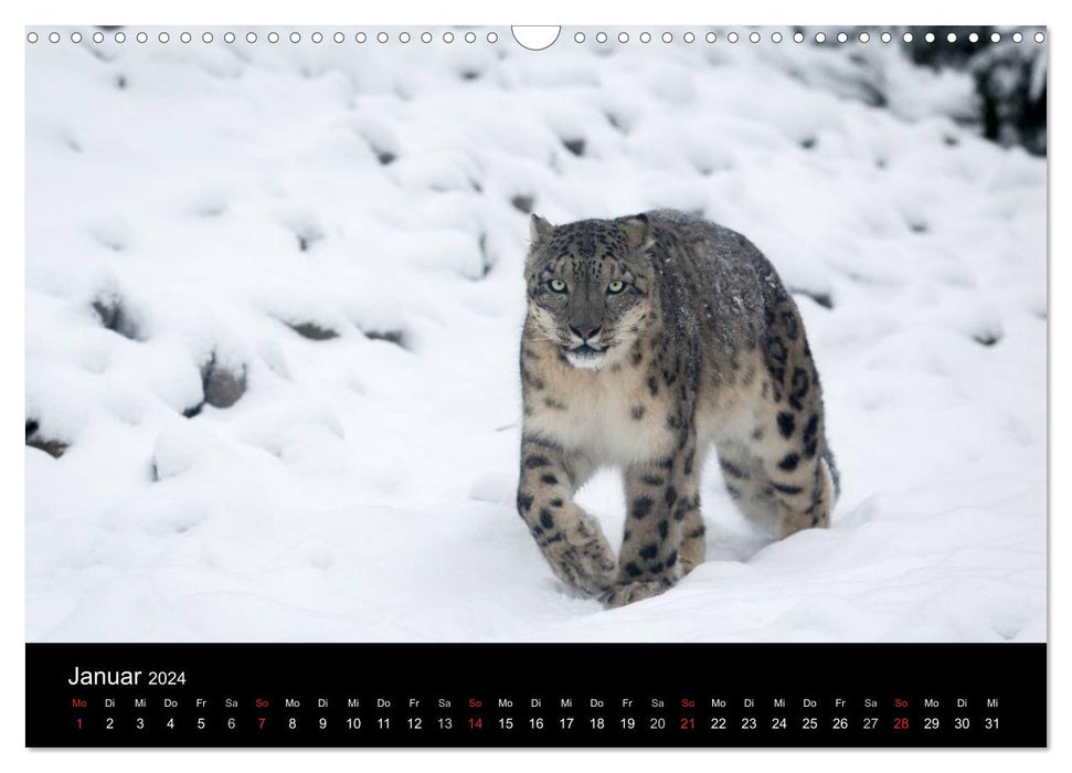 Snow leopards (CALVENDO wall calendar 2024) 