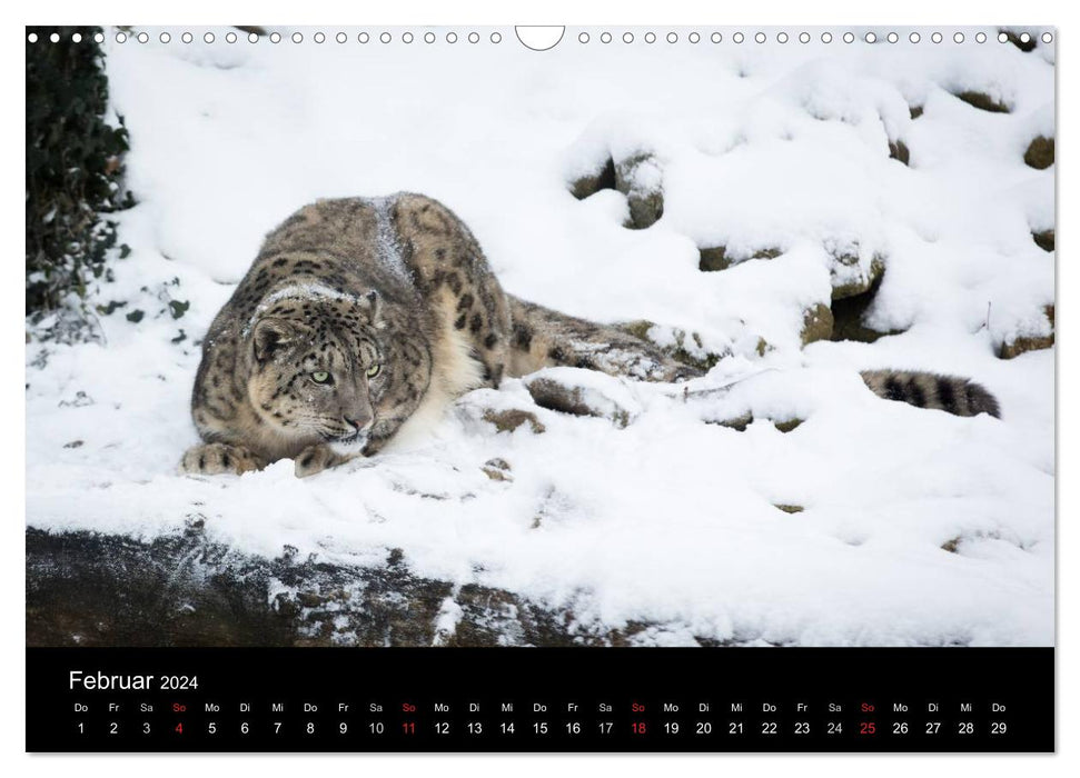 Schneeleoparden (CALVENDO Wandkalender 2024)