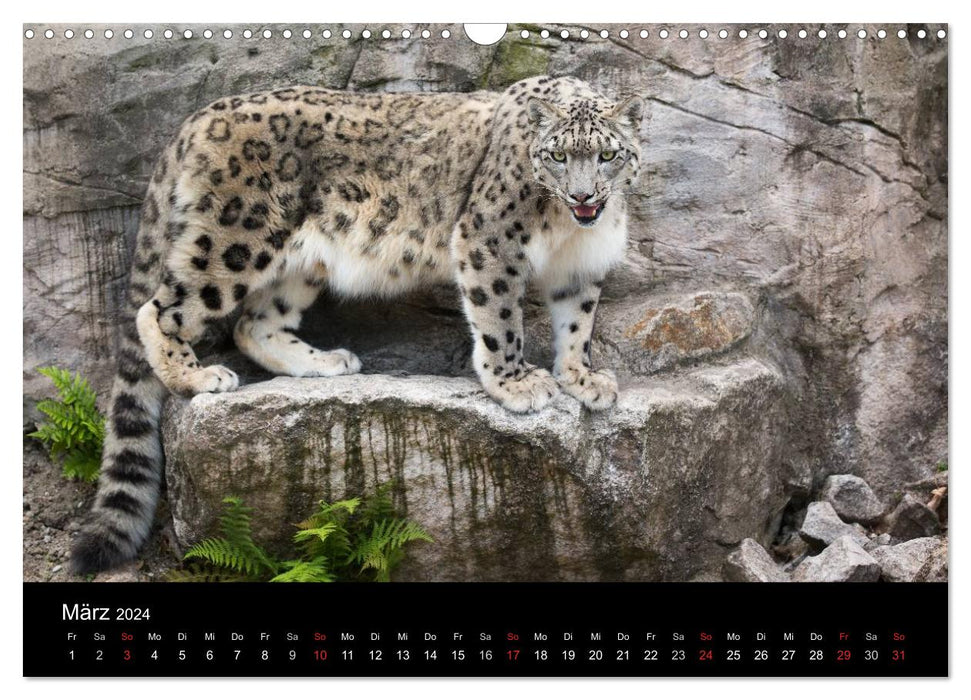 Snow leopards (CALVENDO wall calendar 2024) 