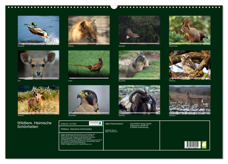 Wildtiere. Heimische Schönheiten (CALVENDO Wandkalender 2024)